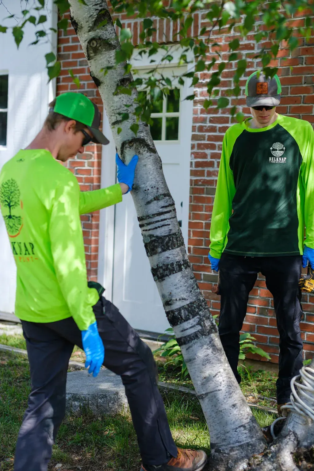 Winter Pruning Tips for Trees and Shrubs