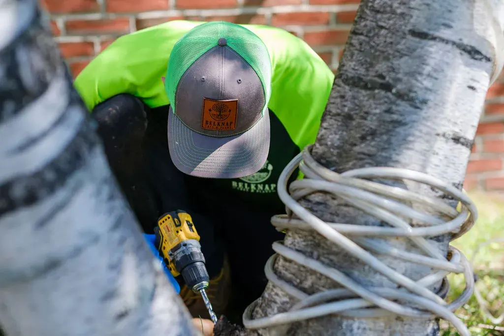 Protecting Your Landscape Investment – Why Antidesiccant Treatment May be Critical This Year