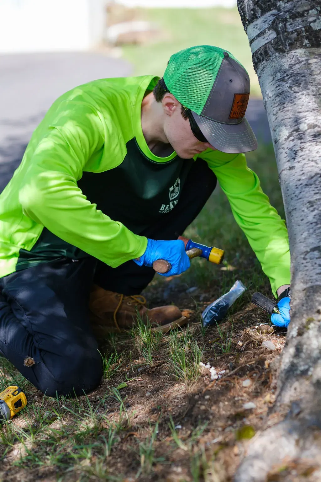 White Pine Needle Disease: A Guide for New Hampshire Property Owners