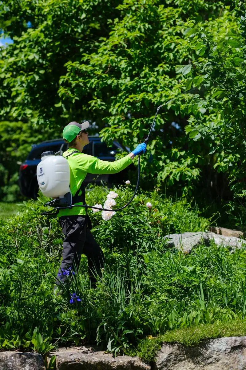 Tree services and plant health care in Tilton