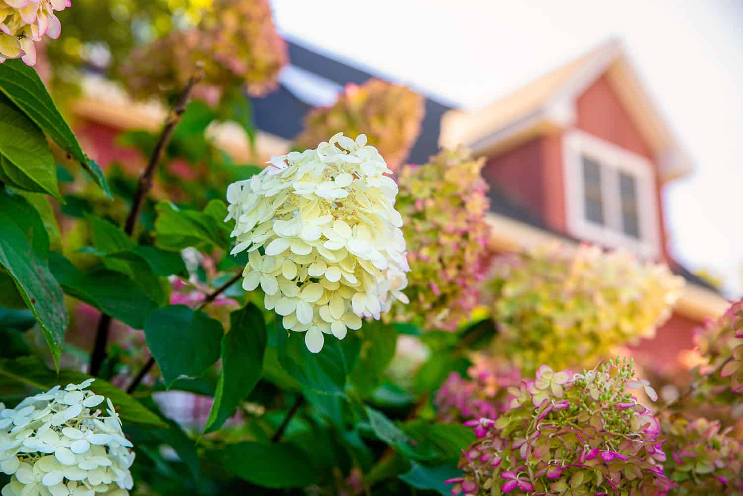 Carroll County Landscape