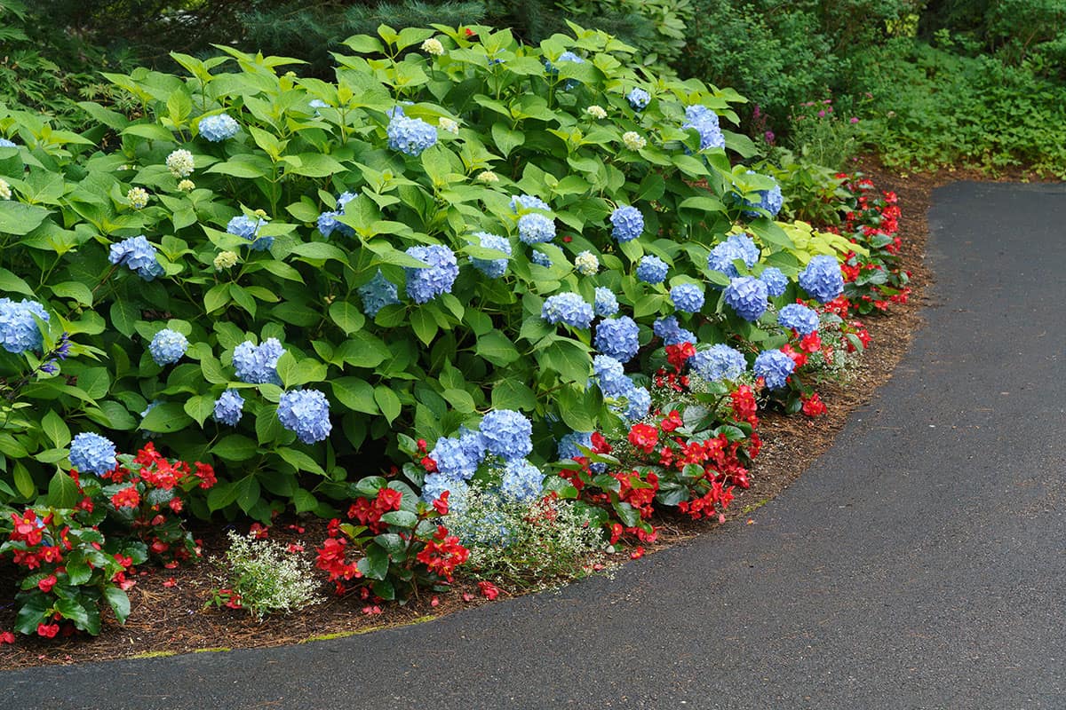 Hydrangea border along driveway