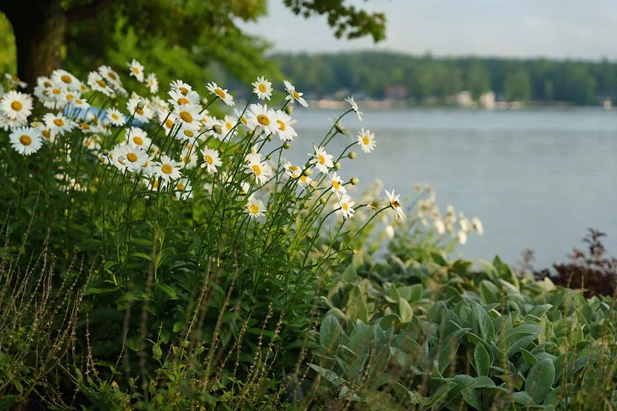 Belknap Landscape Project