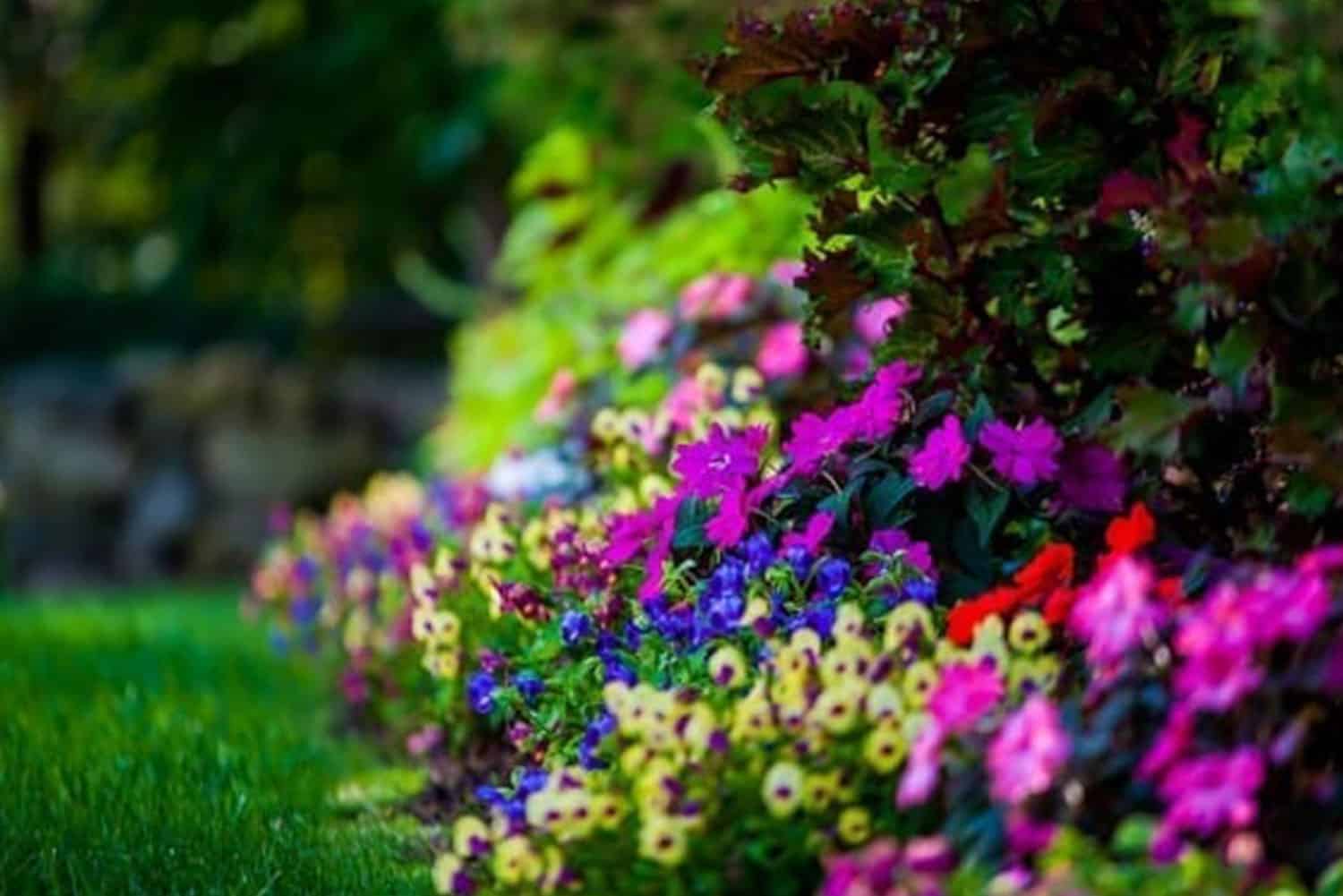 Colorful garden beds