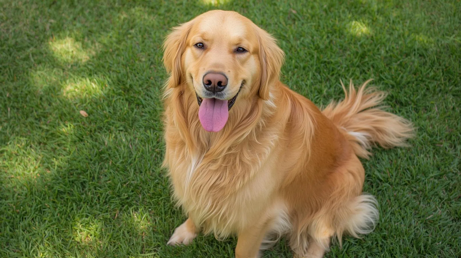 Thin Grass and Bare Strips Where the Plow Passed